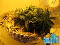 IMG_0727.JPG