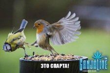 mSgWZl1ZmhU.jpg