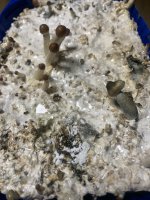 IMG_1022.jpeg