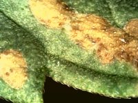 Photo_2024-03-20 19_31_06_242.JPG