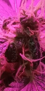 IMG_20190612_162204.jpg