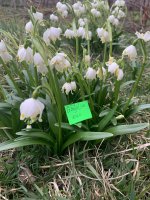 IMG_2711.jpeg