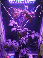 IMG_20240402_203026.jpg