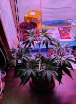 IMG_20240423_011545.jpg
