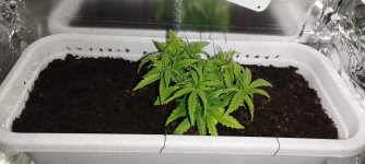 IMG_20240706_231746 (1).jpg