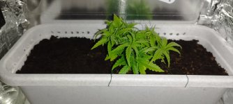 IMG_20240706_231750 (1).jpg