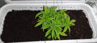 IMG_20240706_231755 (1).jpg