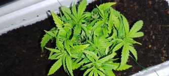 IMG_20240706_231800 (1).jpg