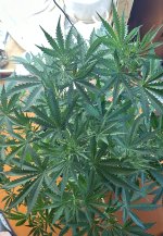 IMG_1721.jpeg