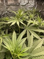 IMG_1732.jpeg