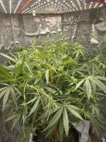 IMG_1820.jpeg