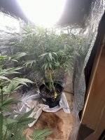 IMG_1833.jpeg