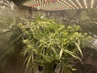 IMG_1853.jpeg