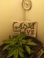 IMG_20240818_152525.jpg