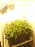 IMG_20240826_145317.jpg