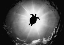 Damian-Almua-Eclipse-Turtle-Finalist-in-the-Black-and-White-Photo-Awards-2024-400x284.jpeg