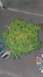 20241005_174026 (1).jpg