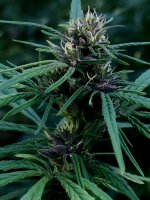 IMG_33333399 (1).JPG