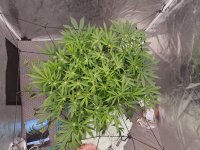 IMG_20241023_074342 (1).jpg