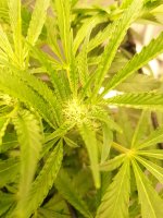 IMG_20241023_074222 (1).jpg