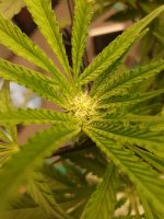 IMG_20241023_074211 (1).jpg