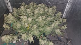 20241121_144051 (1).jpg