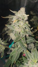 20241121_144058 (1).jpg