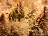 Photo_2024-11-21 14_43_44_170.JPG