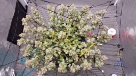 20241203_160622_remastered (1).jpg