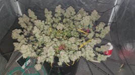 20241204_174755 (1).jpg