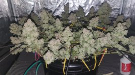 20241204_174848 (1).jpg