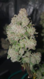 20241204_174904 (1).jpg