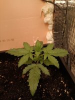 IMG_20250108_172329 (Копировать).jpg