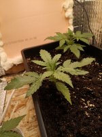 IMG_20250108_172347 (Копировать).jpg