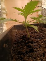 IMG_20250108_172441 (Копировать).jpg