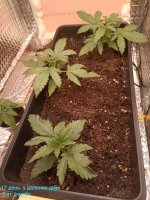 IMG_20250109_210107 (Копировать).jpg