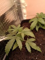 IMG_20250111_120721 (Копировать).jpg