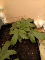 IMG_20250111_120822 (Копировать).jpg