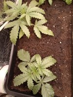 IMG_20250111_120829 (Копировать).jpg