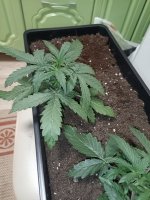 IMG_20250112_214837 (Копировать).jpg