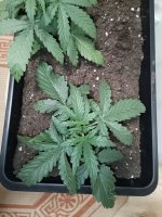 IMG_20250112_214845 (Копировать).jpg