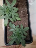 IMG_20250112_214918 (Копировать).jpg