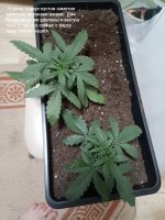 IMG_20250113_150007 (Копировать).jpg