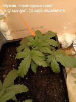 IMG_20250113_150355 (Копировать).jpg