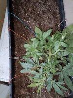 IMG_20250116_144621 (Копировать).jpg