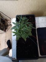 IMG_20250117_163610 (Копировать).jpg