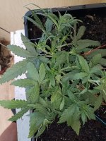 IMG_20250117_163626 (Копировать).jpg