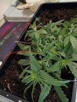 IMG_20250117_163703 (Копировать).jpg