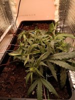 IMG_20250119_132346 (Копировать).jpg