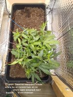 IMG_20250120_171132 (Копировать).jpg